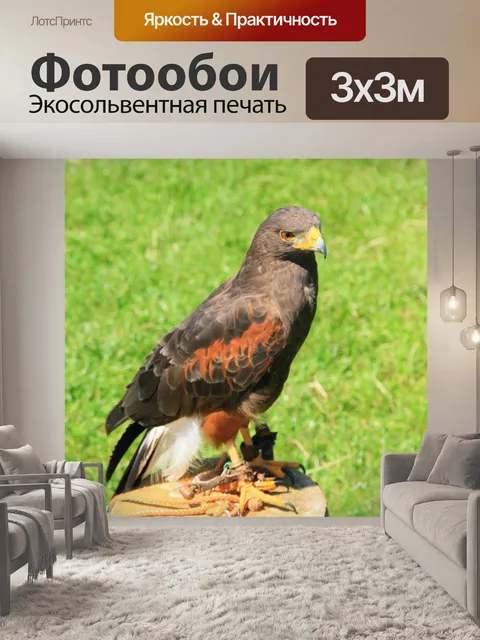 Фотообои Орел