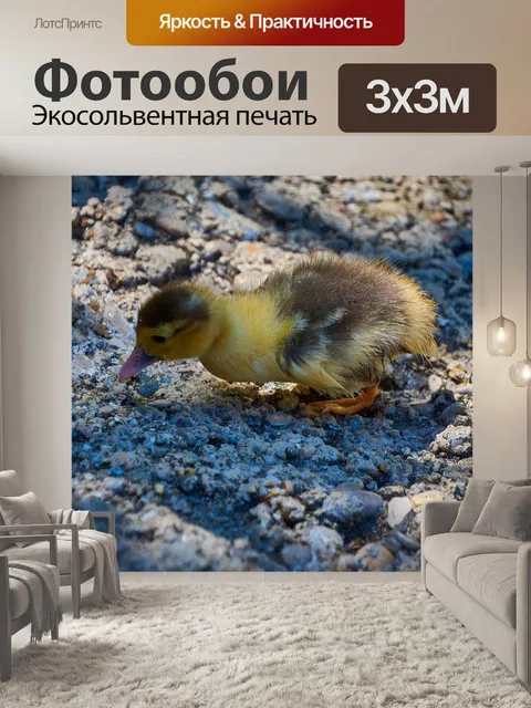 Фотообои Утка