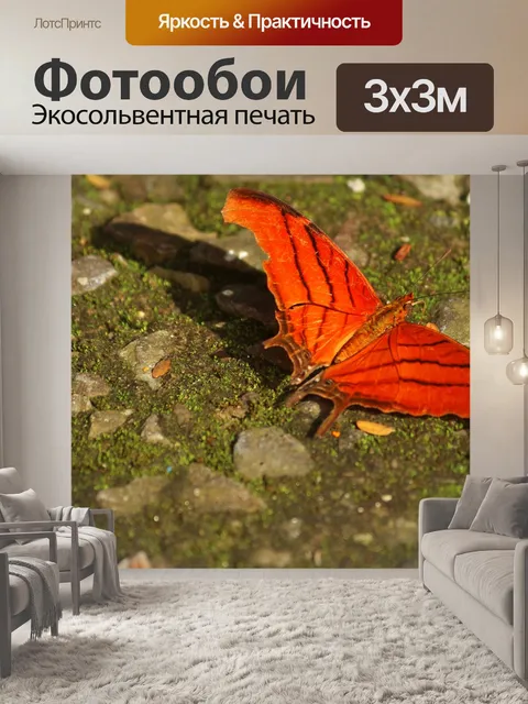 Фотообои Бабочка