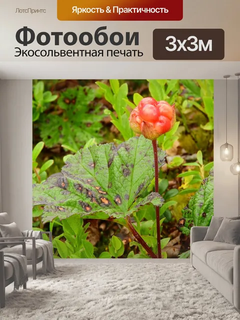 Фотообои Ежевика морошка