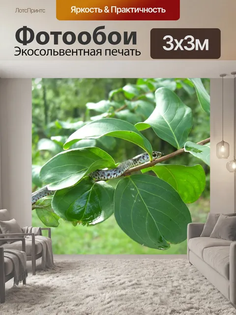 Фотообои Подвязка змея