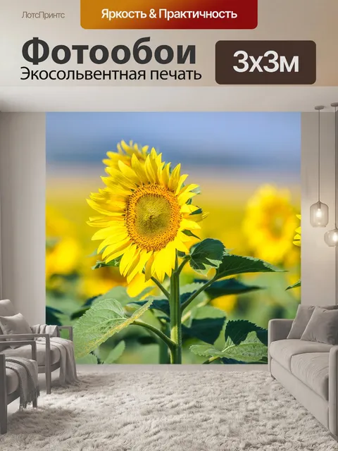 Фотообои Цветущие подсолнухи