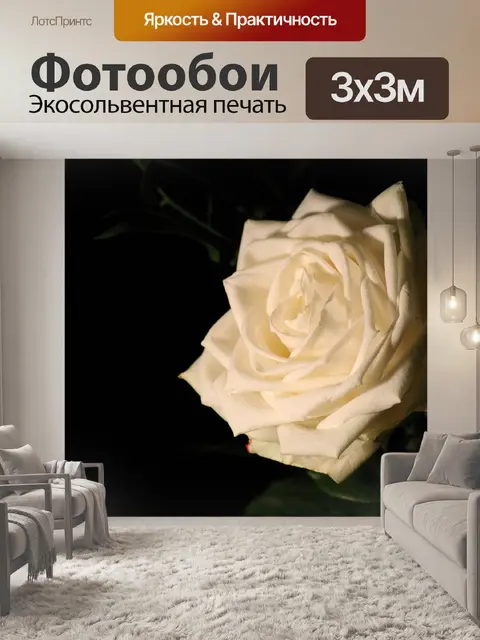 Фотообои Белая роза