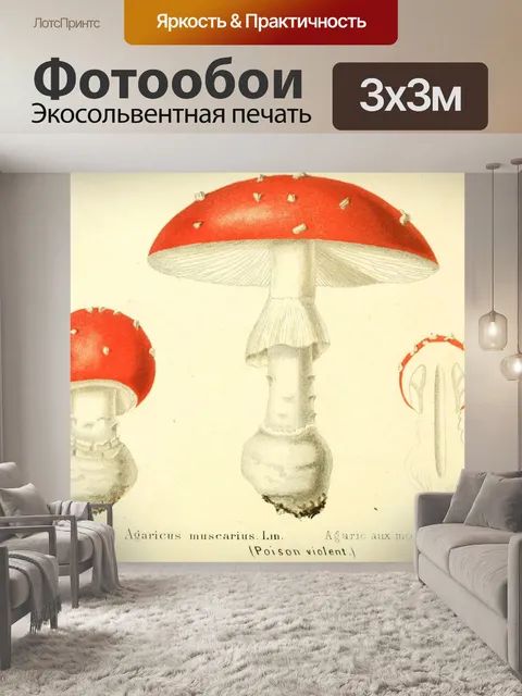 Фотообои Винтажная иллюстрация грибов чемпиона