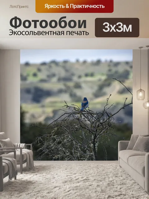 Фотообои голубая сойка