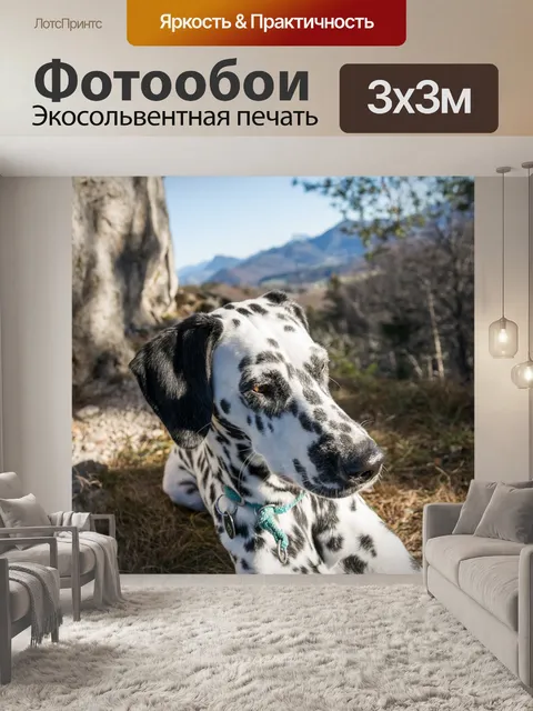 Фотообои Далматинец