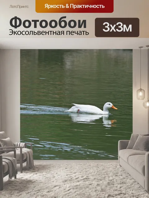 Фотообои белая утка на воде
