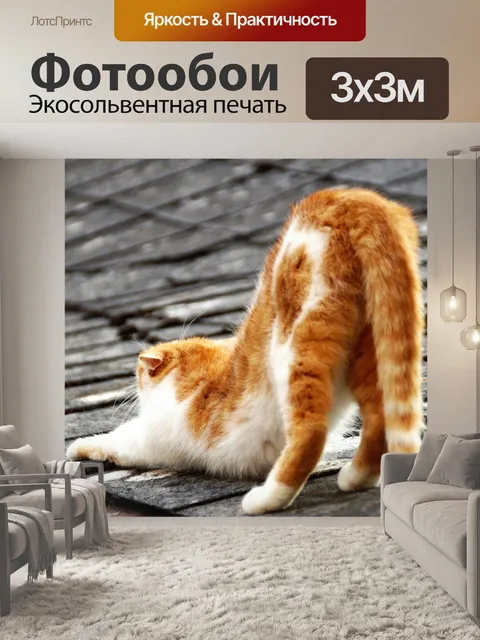 Фотообои Кот