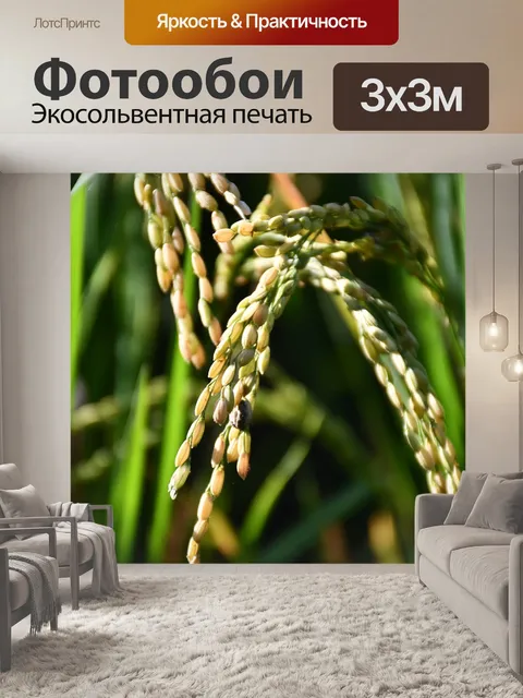 Фотообои Пэдди
