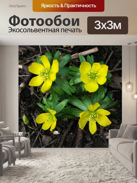 Фотообои Зимой аконит