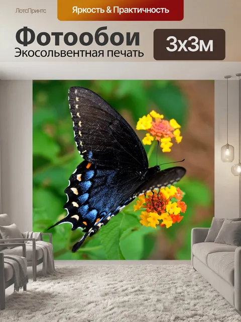 Фотообои Черная бабочка-парусник