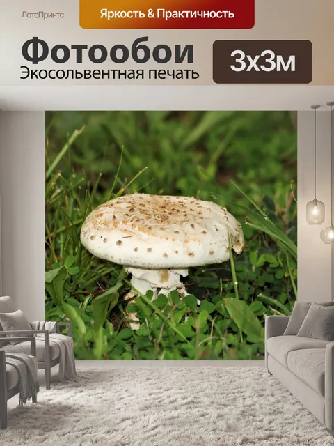 Фотообои Белый гриб мухомор в траве