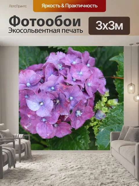 Фотообои Гортензия
