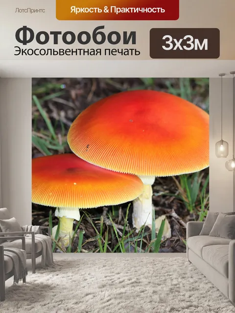 Фотообои Два оранжевых гриба-аманиты