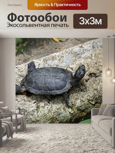 Фотообои черепаха пользуется солнцем