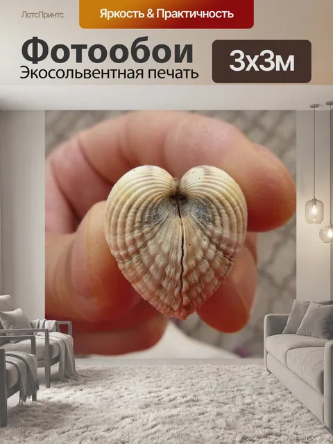 Фотообои Морская ракушка