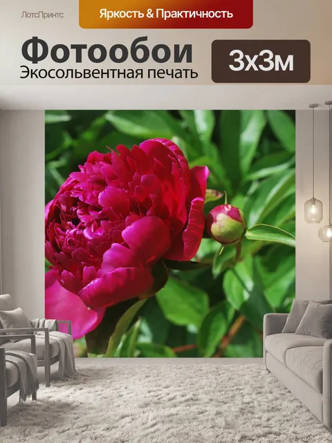 Фотообои Пион