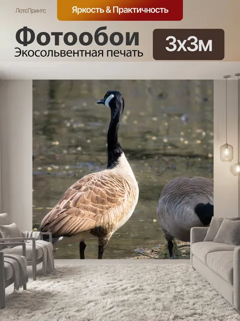 Фотообои Канадский гусь