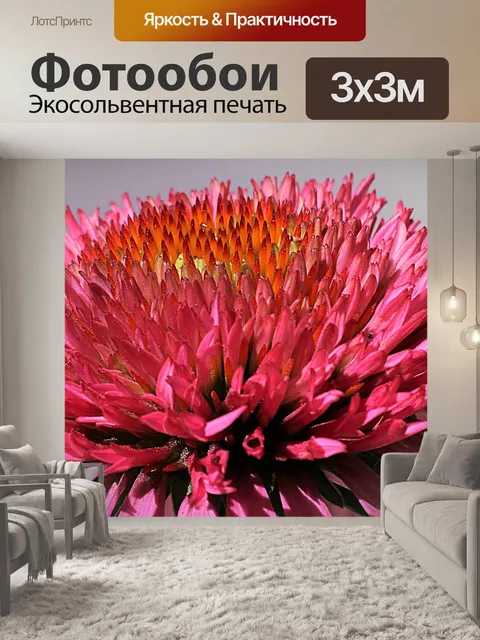 Фотообои Розовый макрос Coneflower