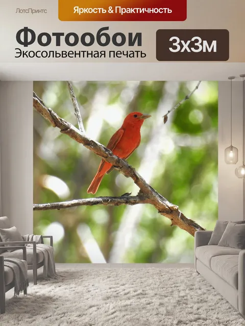 Фотообои Летний танагер