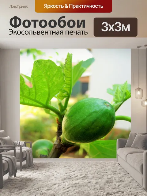 Фотообои Молодой инжир на дереве