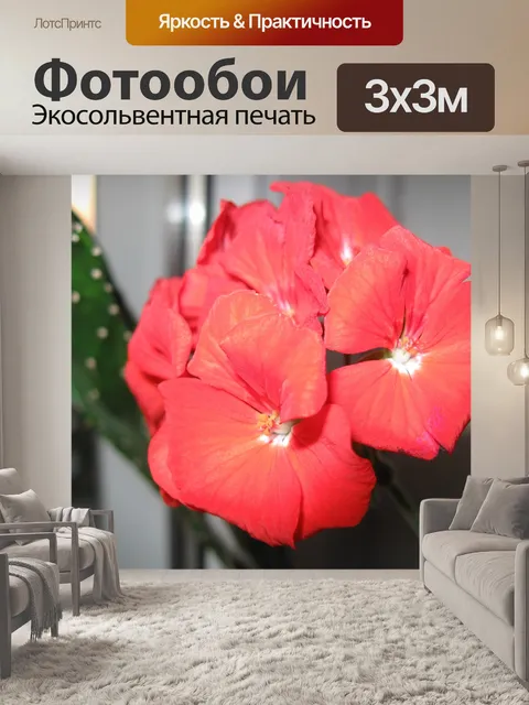 Фотообои Герань цветок красный