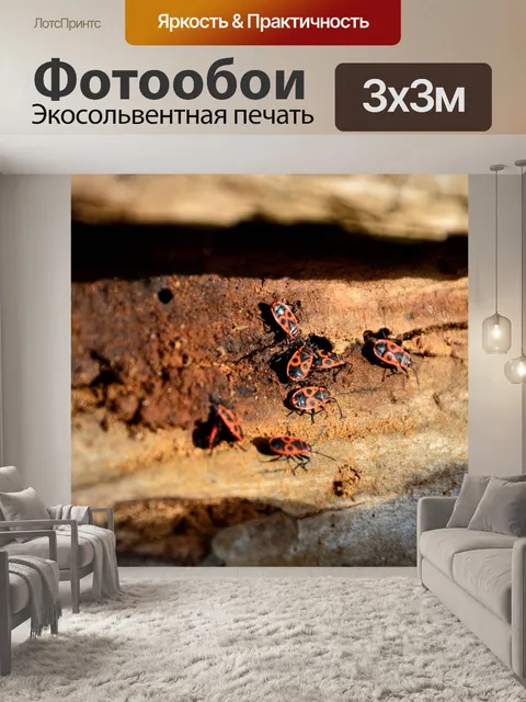 Фотообои Жук