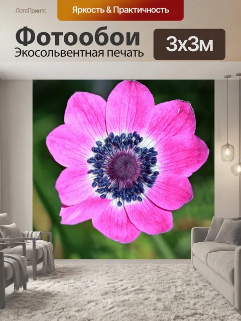 Фотообои Розовый цветок макро Макро