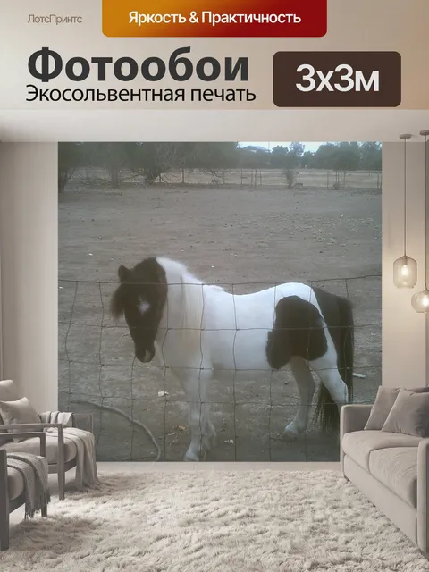 Фотообои Миниатюрный Пинто Верховая