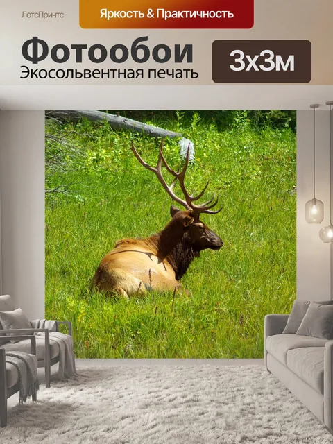 Фотообои Бык лось отдыхает