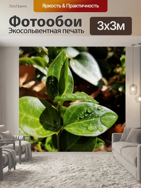 Фотообои Зеленые листья с каплями