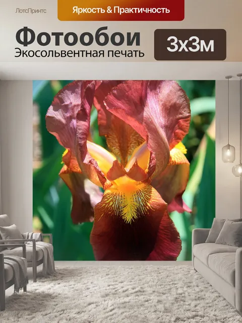 Фотообои Ирис в солнечном свете