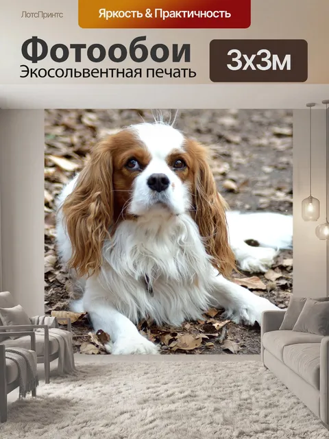 Фотообои Собака