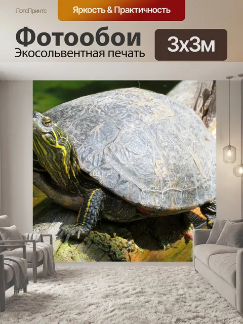 Фотообои Черепаха