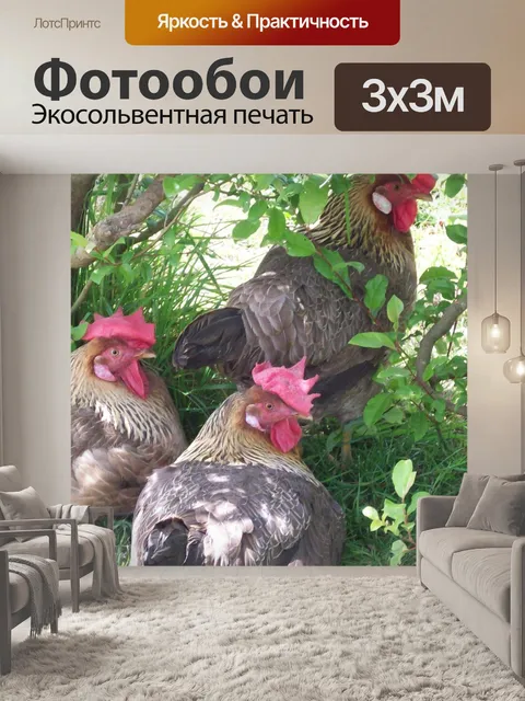 Фотообои Бесплатный Куры Диапазон