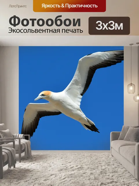 Фотообои Северная олуша