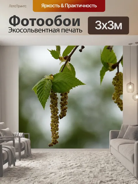 Фотообои Береза