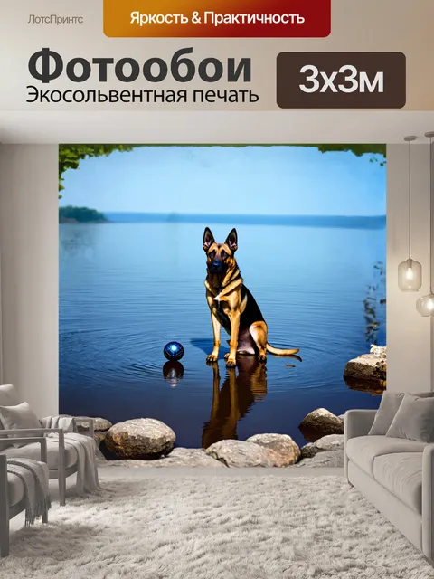 Фотообои малинуа расположен на берегу спокойного озера, на камнях, с мячом, покоящимся у её лап