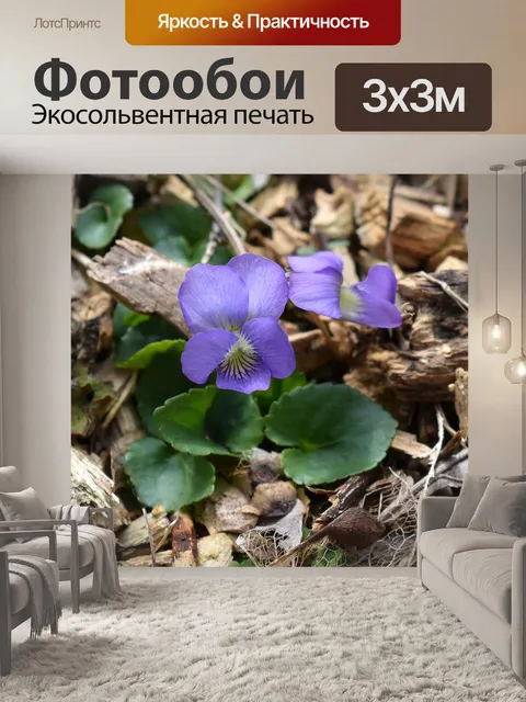 Фотообои Фиолетовый