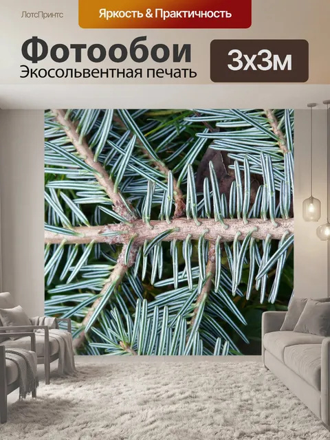 Фотообои Еловая ветка