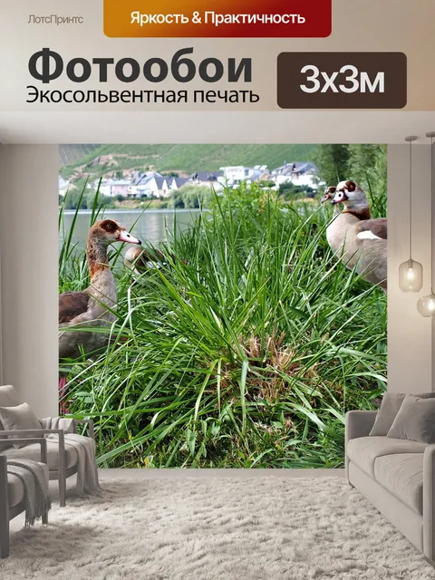 Фотообои Гуси