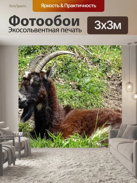 Фотообои Горный козел, расслабляющий на солнце