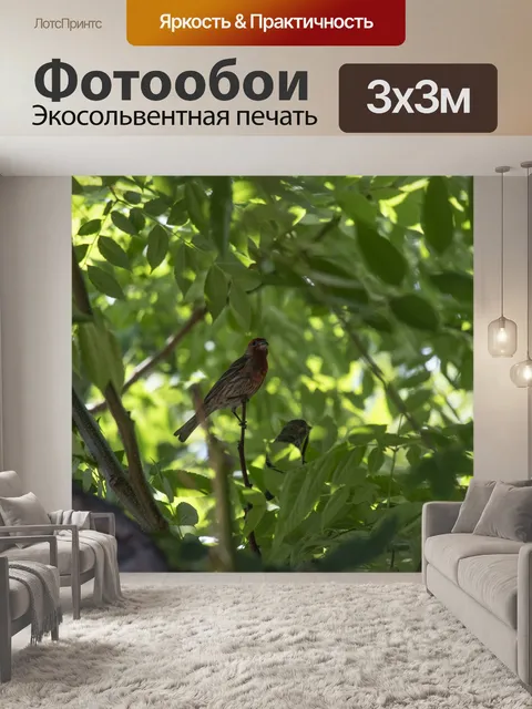 Фотообои Красная птица Птичка