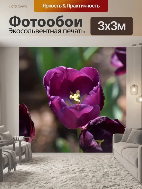 Фотообои Фиолетовый тюльпан крупным планом