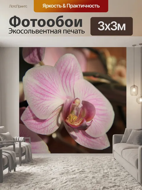 Фотообои Орхидея