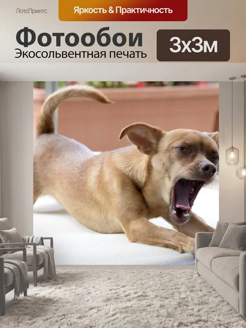 Фотообои Чихуахуа зевая