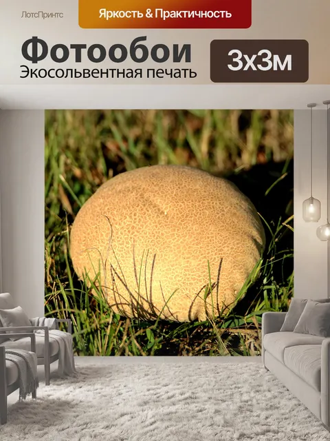 Фотообои Коричневый Пашковый Гриб в Траве