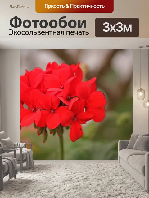 Фотообои красный герань в саду