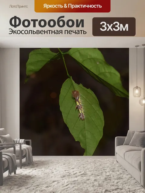 Фотообои Жук