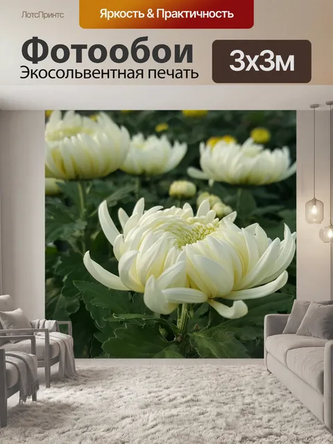 Фотообои Хризантема